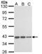 LOC727787 Killer cell immunoglobulin-like receptor antibody, PA5-34816, Invitrogen Antibodies, Western Blot image 