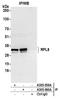 Ribosomal Protein L8 antibody, A305-060A, Bethyl Labs, Immunoprecipitation image 