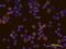 IL-4 antibody, AF1809, R&D Systems, Western Blot image 