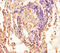 Interferon Induced Transmembrane Protein 2 antibody, A62766-100, Epigentek, Immunohistochemistry paraffin image 