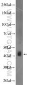 Beta-centractin antibody, 11023-1-AP, Proteintech Group, Western Blot image 