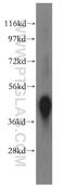 SPARC antibody, 15274-1-AP, Proteintech Group, Western Blot image 