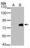 Midline 2 antibody, NBP2-17288, Novus Biologicals, Western Blot image 