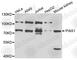 Protein Inhibitor Of Activated STAT 1 antibody, A5729, ABclonal Technology, Western Blot image 