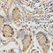 Syntaxin Binding Protein 1 antibody, A5420, ABclonal Technology, Immunohistochemistry paraffin image 