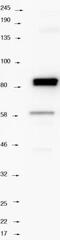 Septin-9 antibody, NBP1-28711, Novus Biologicals, Western Blot image 