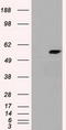 Cytochrome P450 Family 7 Subfamily B Member 1 antibody, TA500244S, Origene, Western Blot image 