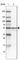 Zinc Finger Protein 185 With LIM Domain antibody, HPA016438, Atlas Antibodies, Western Blot image 