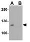 Golgin A1 antibody, GTX31624, GeneTex, Western Blot image 
