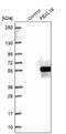 F-Box And Leucine Rich Repeat Protein 16 antibody, NBP1-88440, Novus Biologicals, Western Blot image 