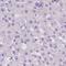 Lengsin antibody, NBP2-58511, Novus Biologicals, Immunohistochemistry paraffin image 