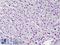 Histone Cluster 4 H4 antibody, LS-B4750, Lifespan Biosciences, Immunohistochemistry frozen image 