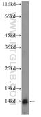 Lymphocyte antigen 6D antibody, 17361-1-AP, Proteintech Group, Western Blot image 