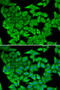 Mor1 antibody, 15-037, ProSci, Immunofluorescence image 