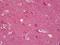 Synuclein antibody, orb95608, Biorbyt, Immunohistochemistry paraffin image 