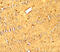 MAP1LC3A antibody, 7951, ProSci Inc, Immunohistochemistry paraffin image 