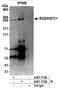 Kinetochore-associated protein 1 antibody, A301-713A, Bethyl Labs, Immunoprecipitation image 
