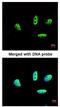 LIM Domain Binding 1 antibody, ab96799, Abcam, Immunofluorescence image 
