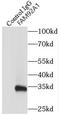 Family With Sequence Similarity 92 Member A antibody, FNab02999, FineTest, Immunoprecipitation image 