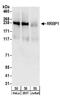 Ribosome Binding Protein 1 antibody, A303-995A, Bethyl Labs, Western Blot image 