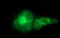 Microfibril Associated Protein 3 antibody, LS-C338315, Lifespan Biosciences, Immunofluorescence image 