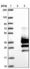 Prokineticin Receptor 1 antibody, NBP1-83337, Novus Biologicals, Western Blot image 