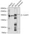Cytoplasmic Linker Associated Protein 1 antibody, 22-683, ProSci, Western Blot image 