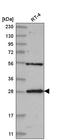 hMed6 antibody, HPA030764, Atlas Antibodies, Western Blot image 