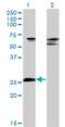 Zinc Finger Protein 266 antibody, LS-C134031, Lifespan Biosciences, Western Blot image 