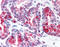 Wnt Family Member 5B antibody, TA341172, Origene, Immunohistochemistry paraffin image 