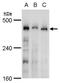 Transformation/Transcription Domain Associated Protein antibody, PA5-78246, Invitrogen Antibodies, Western Blot image 