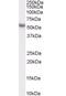 Karyopherin Subunit Alpha 2 antibody, orb18623, Biorbyt, Immunohistochemistry paraffin image 