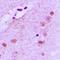 Arylsulfatase E antibody, orb213587, Biorbyt, Immunohistochemistry paraffin image 