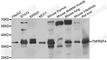 TNF Receptor Superfamily Member 4 antibody, A7499, ABclonal Technology, Western Blot image 