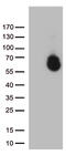 Glypican-1 antibody, TA812433, Origene, Western Blot image 