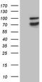 Synaptotagmin Like 4 antibody, CF810589, Origene, Western Blot image 