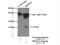 Mitochondrial Ribosomal Protein S16 antibody, 16735-1-AP, Proteintech Group, Immunoprecipitation image 