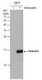 Resistin antibody, GTX109562, GeneTex, Western Blot image 