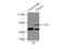 Prolyl 4-hydroxylase subunit alpha-1 antibody, 12658-1-AP, Proteintech Group, Immunoprecipitation image 