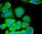CD13 antibody, NBP2-67602, Novus Biologicals, Immunocytochemistry image 