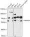 Hemogen antibody, 18-069, ProSci, Western Blot image 
