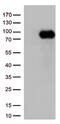 Platelet glycoprotein 4 antibody, TA500921, Origene, Western Blot image 