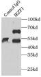IK1 antibody, FNab04204, FineTest, Immunoprecipitation image 
