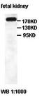 ADAMTS Like 3 antibody, orb77736, Biorbyt, Western Blot image 