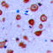 Potassium Voltage-Gated Channel Subfamily J Member 11 antibody, LS-C356142, Lifespan Biosciences, Immunohistochemistry paraffin image 