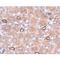 Notum, Palmitoleoyl-Protein Carboxylesterase antibody, LS-C108565, Lifespan Biosciences, Immunohistochemistry frozen image 