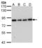 Follicle Stimulating Hormone Receptor antibody, NBP2-16537, Novus Biologicals, Western Blot image 