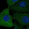 Sterol Regulatory Element Binding Transcription Factor 1 antibody, HPA043878, Atlas Antibodies, Immunocytochemistry image 