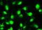 Methyltransferase Like 3 antibody, LS-C756516, Lifespan Biosciences, Immunocytochemistry image 