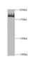 Chromodomain Helicase DNA Binding Protein 1 antibody, FNab01640, FineTest, Western Blot image 